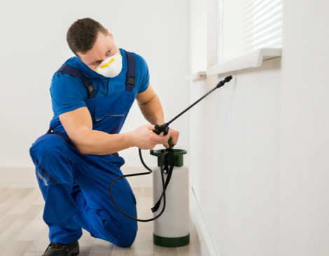 שירותי הדברה אורגניים נמלים ומזיקים בתוך ומחוץ לבית